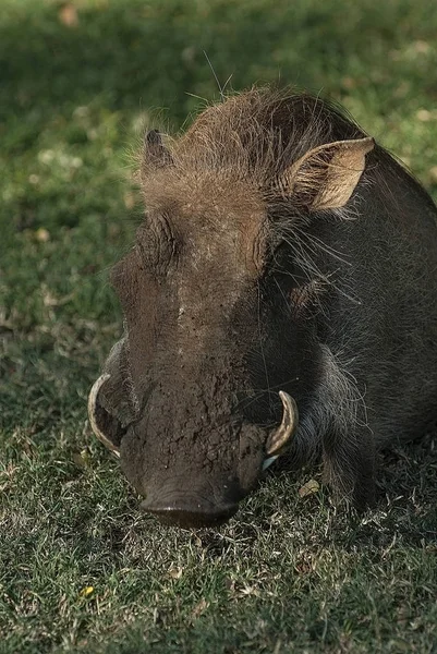 Warzige Schweine Weiden Südafrika — Stockfoto