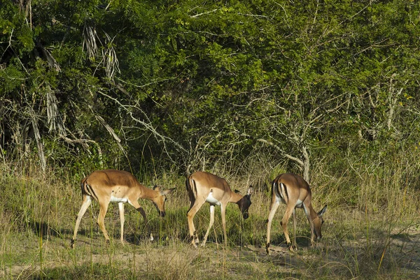 Impalas Salvajes Sudáfrica — Foto de Stock