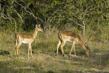 Vahşi Impalas, Güney Afrika