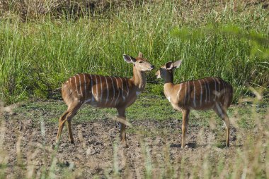 Vahşi doğa, Afrika antilop