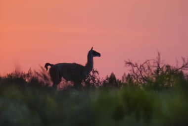 Çok hayvan vahşi doğada, La Pampa, Argentina