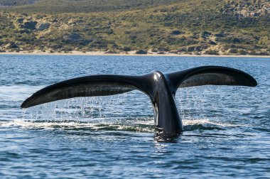 Balina, Patagonia, Arjantin 