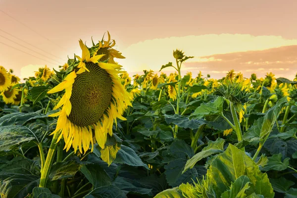 Feld Mit Sonnenblumen Der Pampa Argentinien — Stockfoto