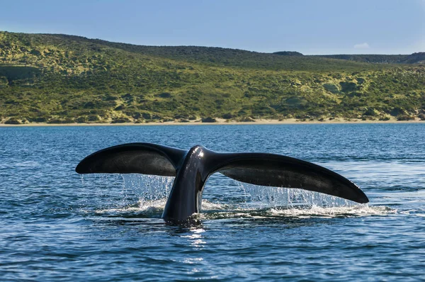 Ballena Franca Del Sur Eubalaena Australis —  Fotos de Stock