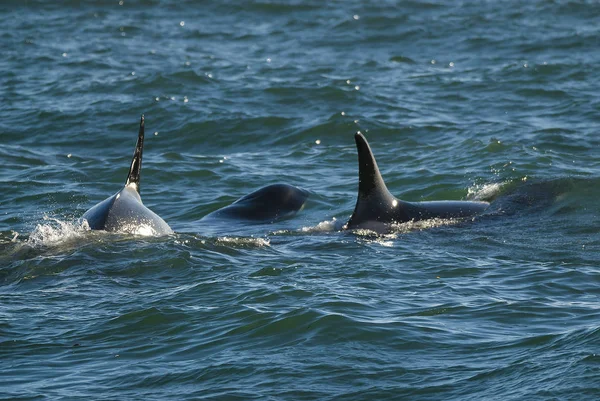 Balena Franca Australe Eubalaena Australis — Foto Stock