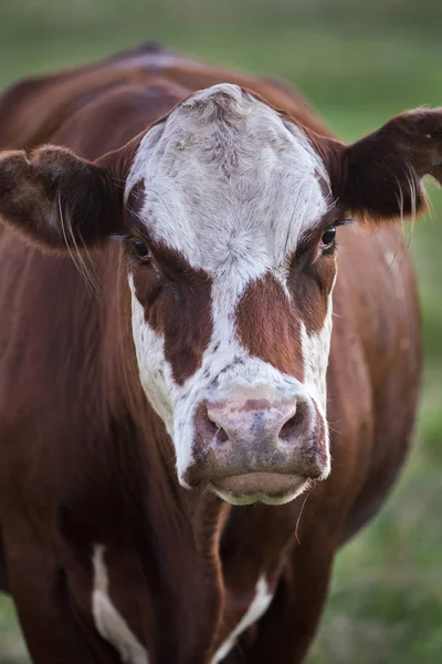 Melkkoe Platteland — Stockfoto