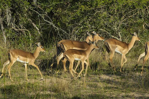 Impala Selvatiche Sud Africa — Foto Stock