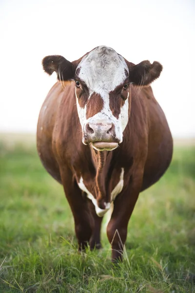 Dairy Cow Countryside — Stock Photo, Image