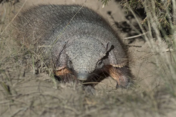 Armadillo Animal Natureza Patagônia Argentina — Fotografia de Stock