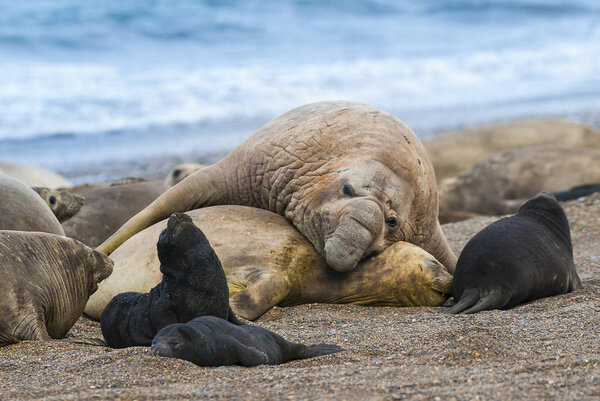 Sea elephant seals on nature