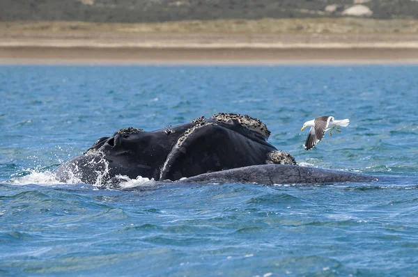 南右のクジラ せみくじらオーストラリス — ストック写真