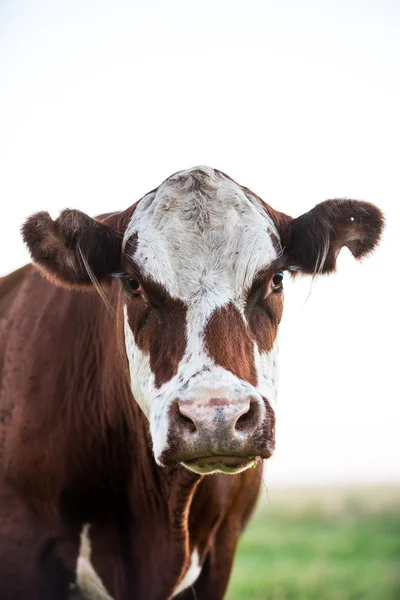Αγελάδων Γαλακτοπαραγωγής Στο Ύπαιθρο — Φωτογραφία Αρχείου