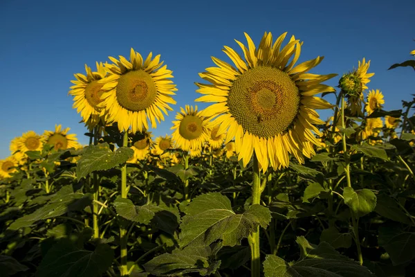 Câmp Floarea Soarelui Regiunea Pampas Argentina — Fotografie, imagine de stoc