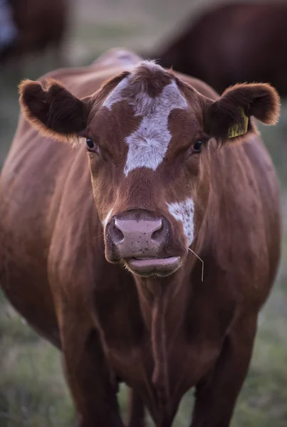 Vaca Lechera Campo —  Fotos de Stock
