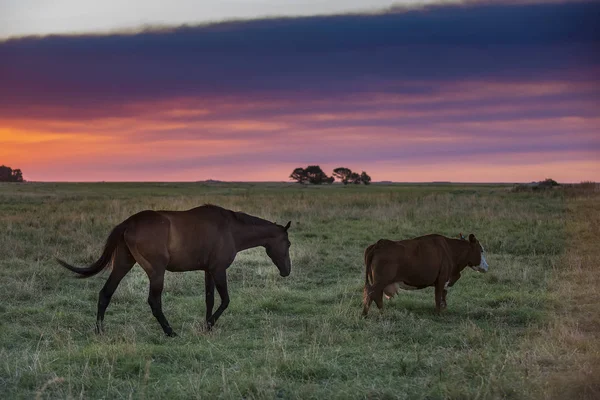 Cavalo Pastando Campo Durante Pôr Sol — Fotografia de Stock