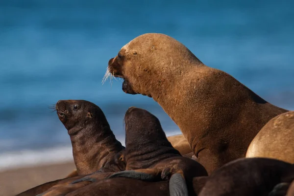 Leones Marinos Descansando Playa — Foto de Stock