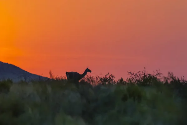 Guanaco animal in wild nature, La Pampa, Argentina