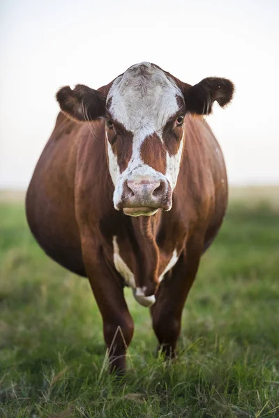 Melkkoe Platteland — Stockfoto