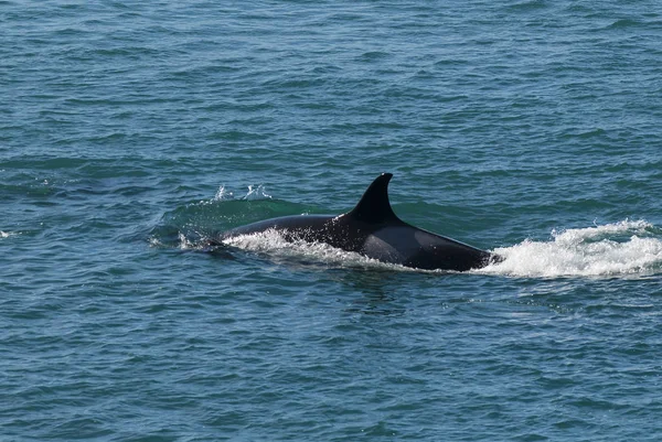 Southern Right Whale Eubalaena Australis — Stock Photo, Image