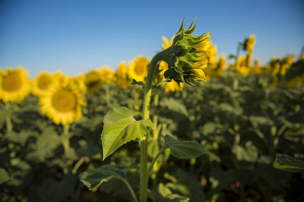 Field with sunflowers at Pampas region, Argentina