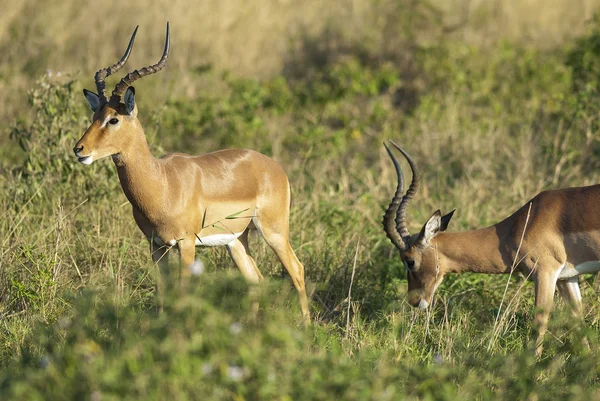 Impalas Selvagens África Sul — Fotografia de Stock