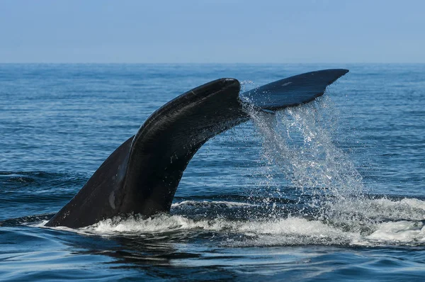 Güney gerçek balinası, Eubalaena Australis