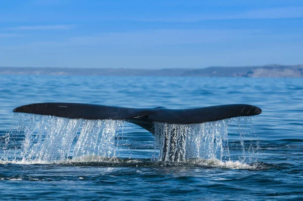 Baleia Franca Sul Eubalaena Australis — Fotografia de Stock