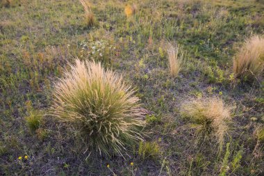 Pampa bölge, vahşi bitkiler