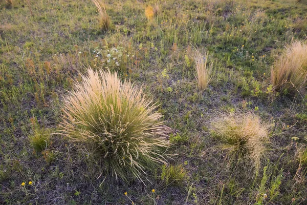 Pampa bölge, vahşi bitkiler