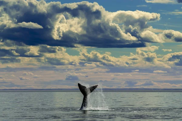 Southern Right whale, Eubalaena Australis