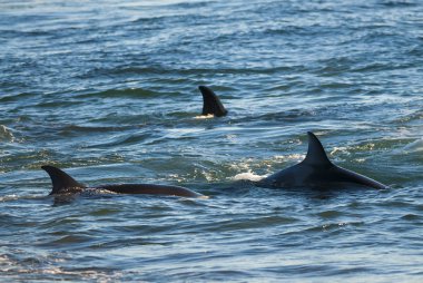 Güney gerçek balinası, Eubalaena Australis