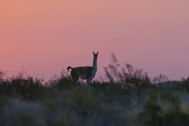 Çok hayvan vahşi doğada, La Pampa, Argentina