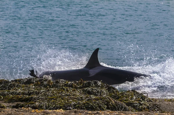Güney gerçek balinası, Eubalaena Australis