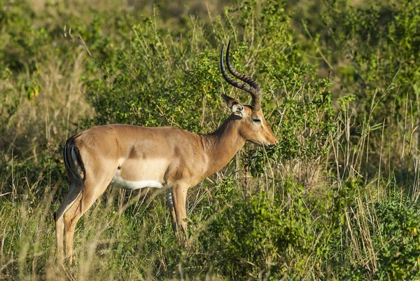 Impala Selvagem África Sul — Fotografia de Stock
