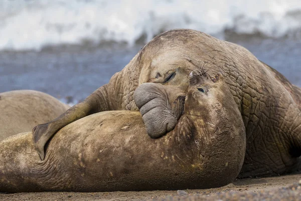 Foche Elefante Marino Sulla Natura — Foto Stock