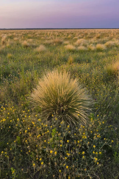 Wildpflanzen Der Pampa — Stockfoto