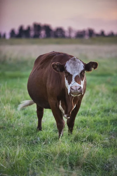 Dairy Cow Countryside — Stock Photo, Image