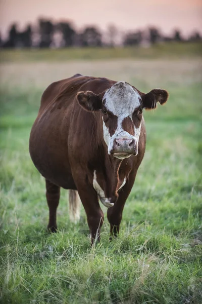 Dairy Cow Countryside — Stock Photo, Image