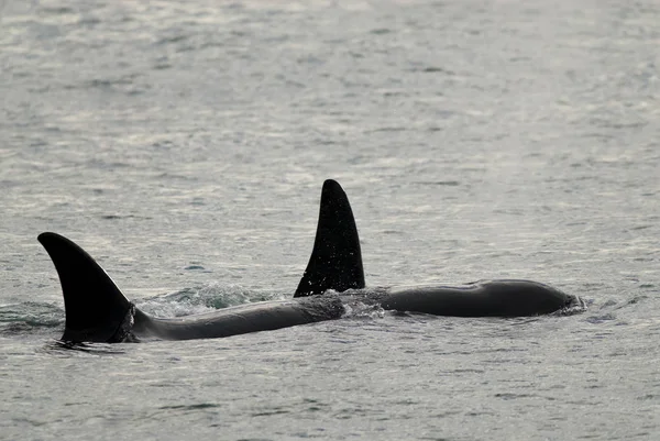 Zuidelijke Recht Walvis Eubalaena Australis — Stockfoto