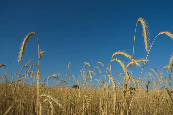 Vete Fält Blå Himmel — Stockfoto