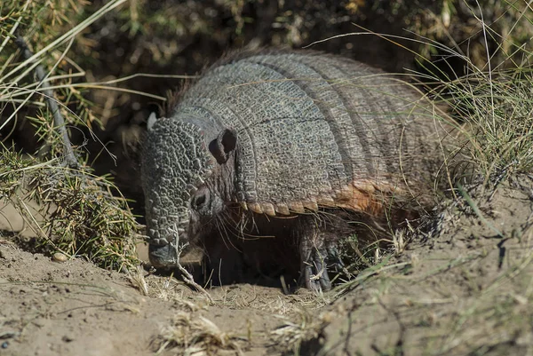 Armadillo Animal Dans Nature Patagonie Argentine — Photo