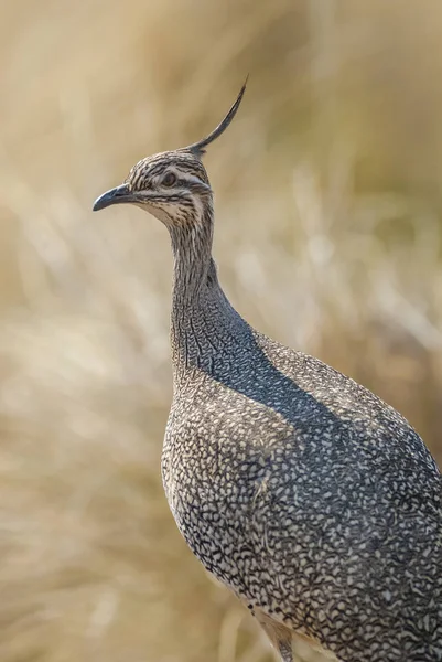 Uccello Tinamou Natura Pampa Argentina — Foto Stock
