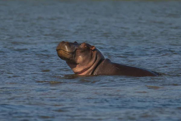 Flodhäst Vilda Naturen Sydafrika — Stockfoto