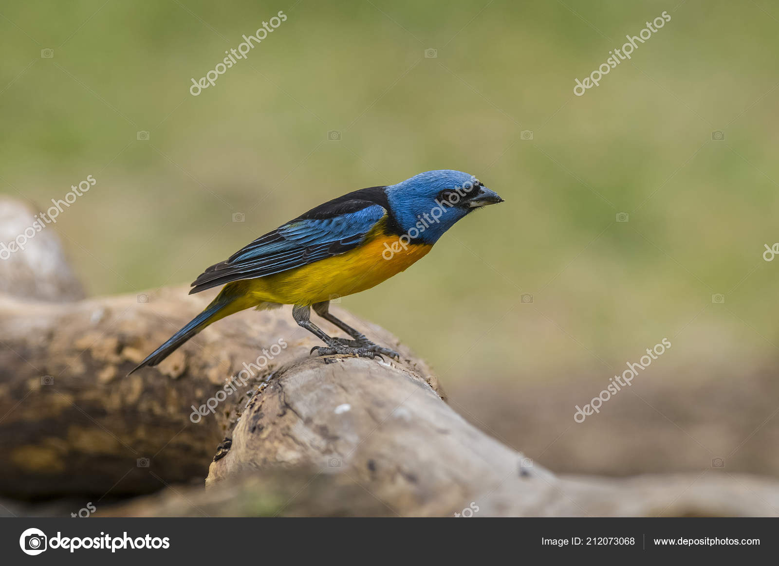 Oiseau Bleu Jaune Tangara Photographie Foto4440 212073068