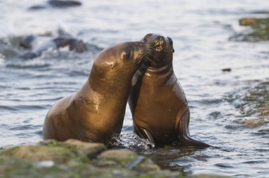Deniz aslanları Patagonia, sahilde