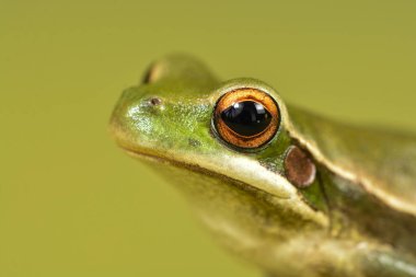 Yeşil kurbağa, La Pampa, Argentina görünümünü kapat