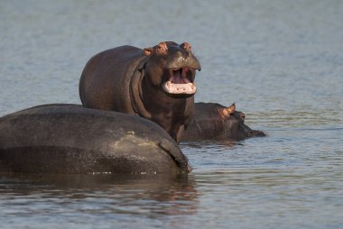 Suaygırları vahşi doğada, Güney Afrika