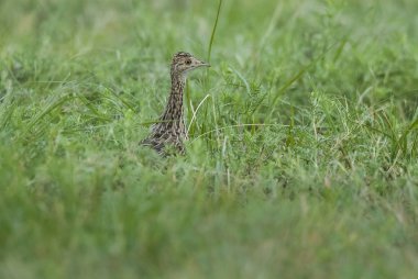 Benekli tinamou kuş doğada, Pampa, Argentina