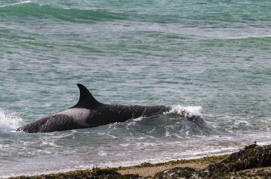 Katil balina balık Patagonia, Arjantin