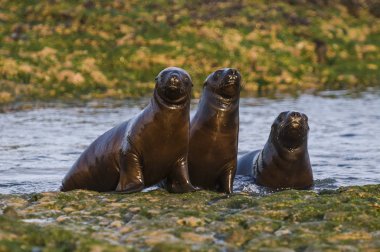 Deniz aslanları Patagonia, sahilde
